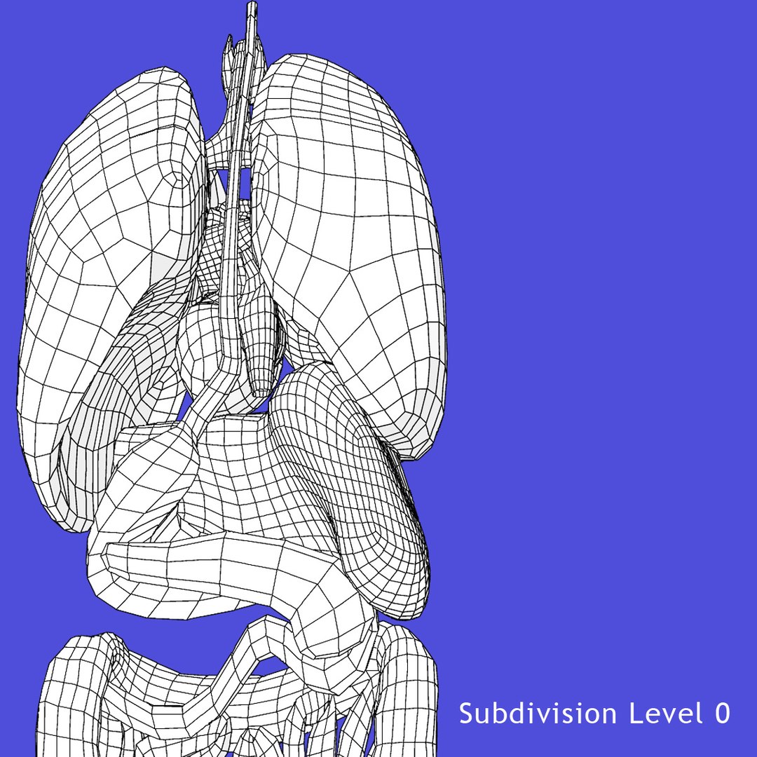 anatomy study torso 3d ma https://p.turbosquid.com/ts-thumb/qY/oiph2I/JG5rYoc6/d/jpg/1421983606/1920x1080/fit_q87/7658c6e9c237128e19e9d35e6308f2e0cca87478/d.jpg
