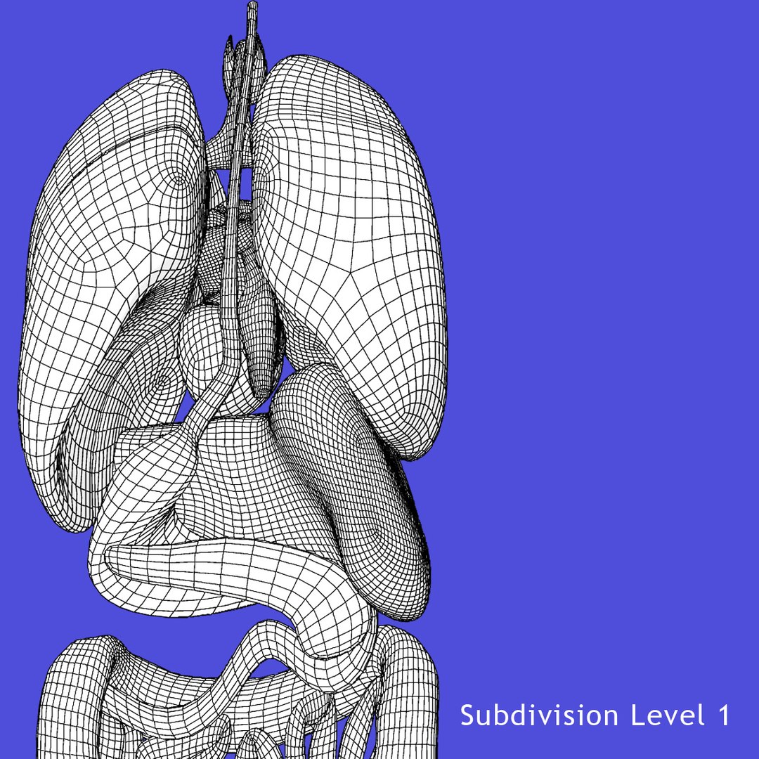 anatomy study torso 3d ma https://p.turbosquid.com/ts-thumb/qY/oiph2I/NZB69bBJ/4/jpg/1421983606/1920x1080/fit_q87/f4044dd63b7c6591e26f29a29e25718f13ebbd6b/4.jpg