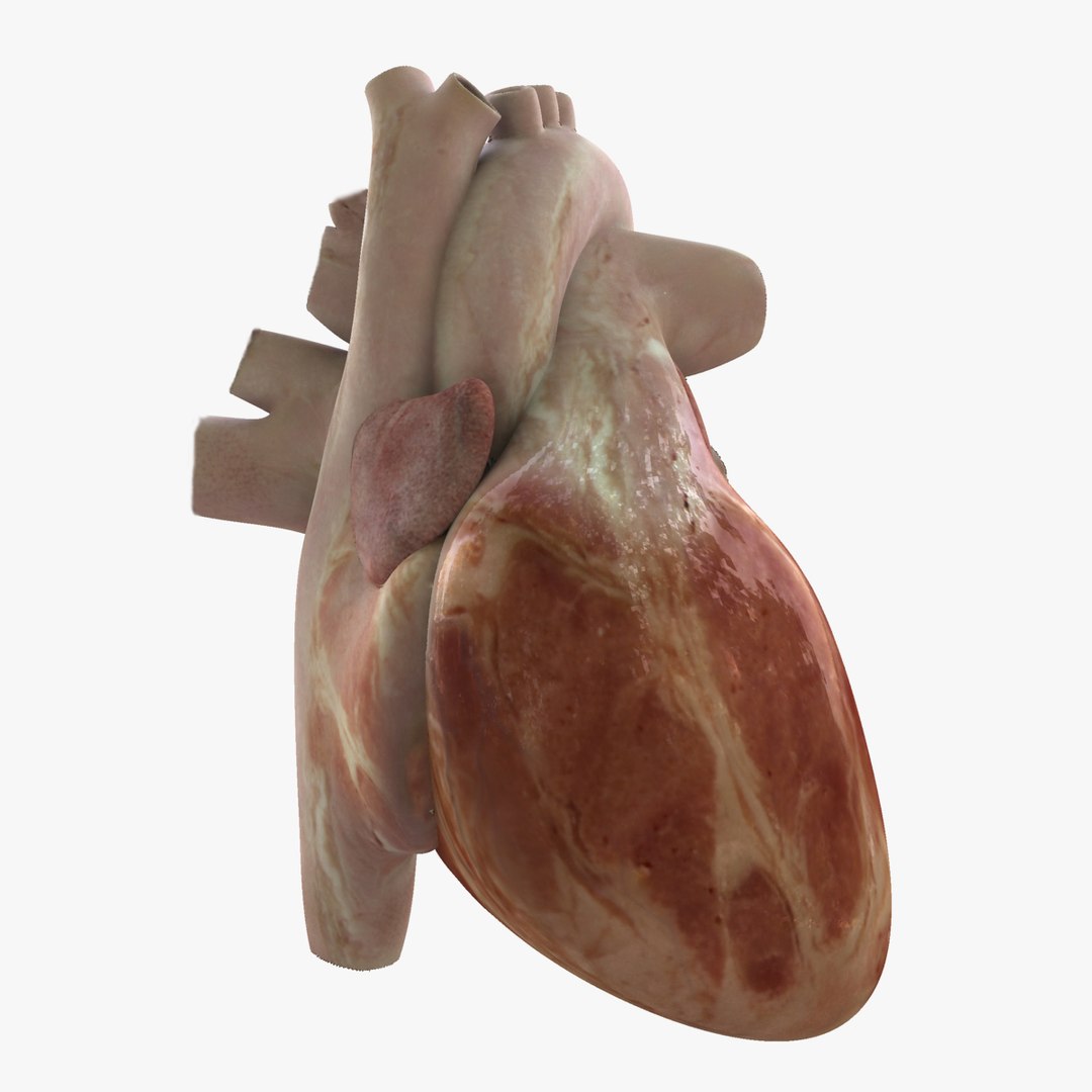 anatomy study torso 3d ma https://p.turbosquid.com/ts-thumb/qY/oiph2I/WuNWQWKR/01/jpg/1421956451/1920x1080/fit_q87/a1042ccfca192eb95ccbc47ffe67e3ce50ed5982/01.jpg