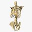Badanie anatomii tułowia