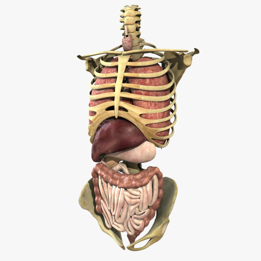 Anatomy Study Torso 3d Ma