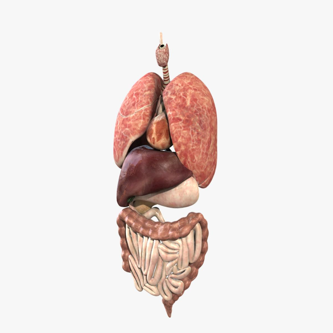 anatomy study torso 3d ma https://p.turbosquid.com/ts-thumb/qY/oiph2I/qqf29Lks/organspin/jpg/1421979971/1920x1080/turn_fit_q99/5a74e6d1c9da4b61e3c560ae839aae8a39bc04b4/organspin-1.jpg