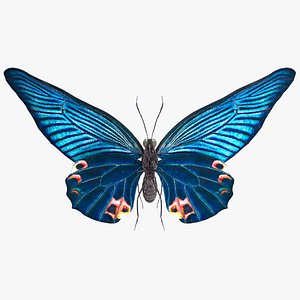 3D Animated Papilio Butterfly Flapping Wings Rigged for Cinema 4D model