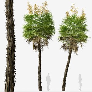 3D Set of Everglades palm or Acoelorrhaphe Tree - 2 Trees