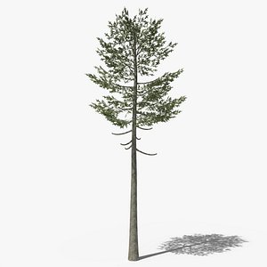 3D Pine v7