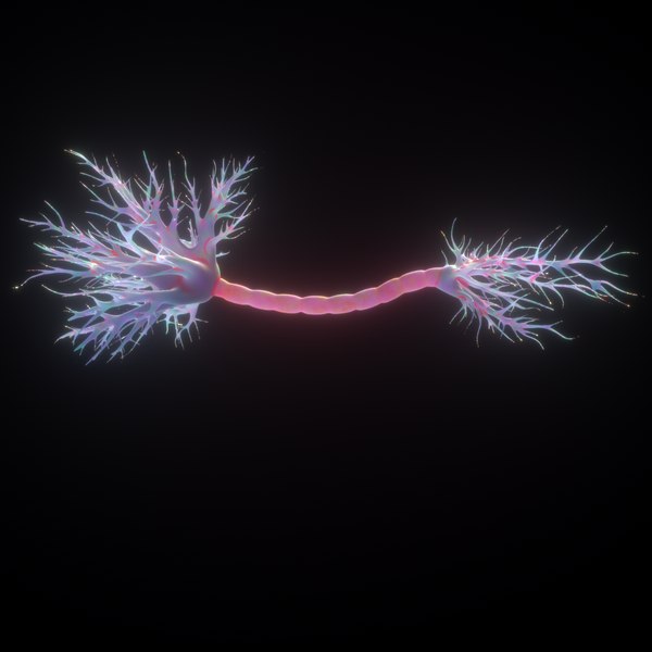 Modelo D Neurona Anatomia Humana Turbosquid The Best Porn Website