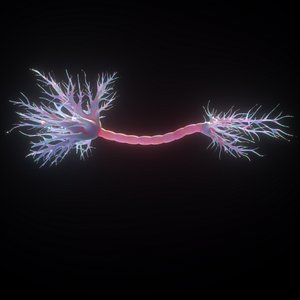 Neuron Human anatomy