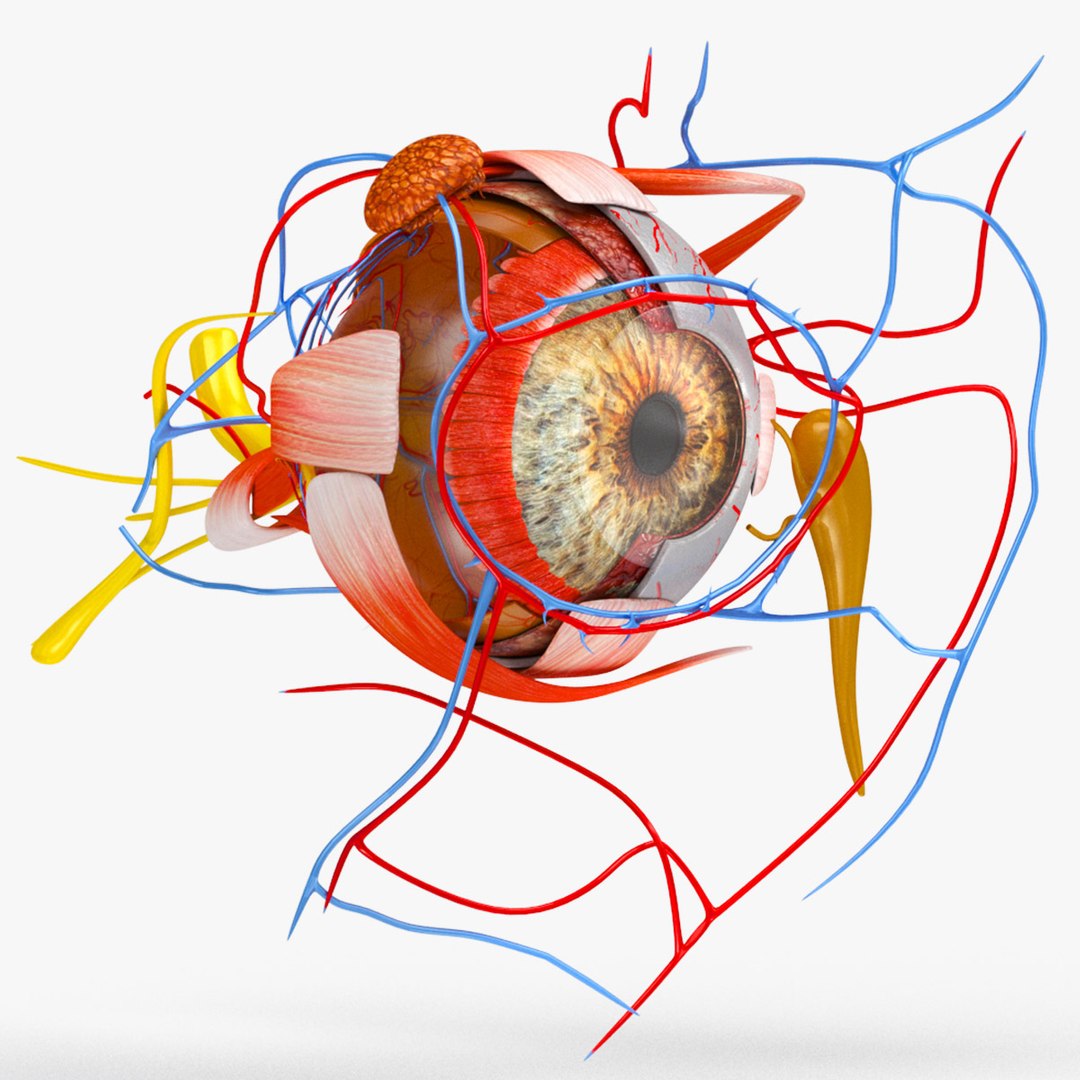 Eye Anatomy 3D Model - Turbosquid 1864146