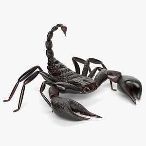 Scorpion