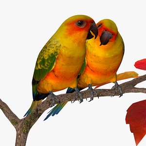 AB Sun Parakeets