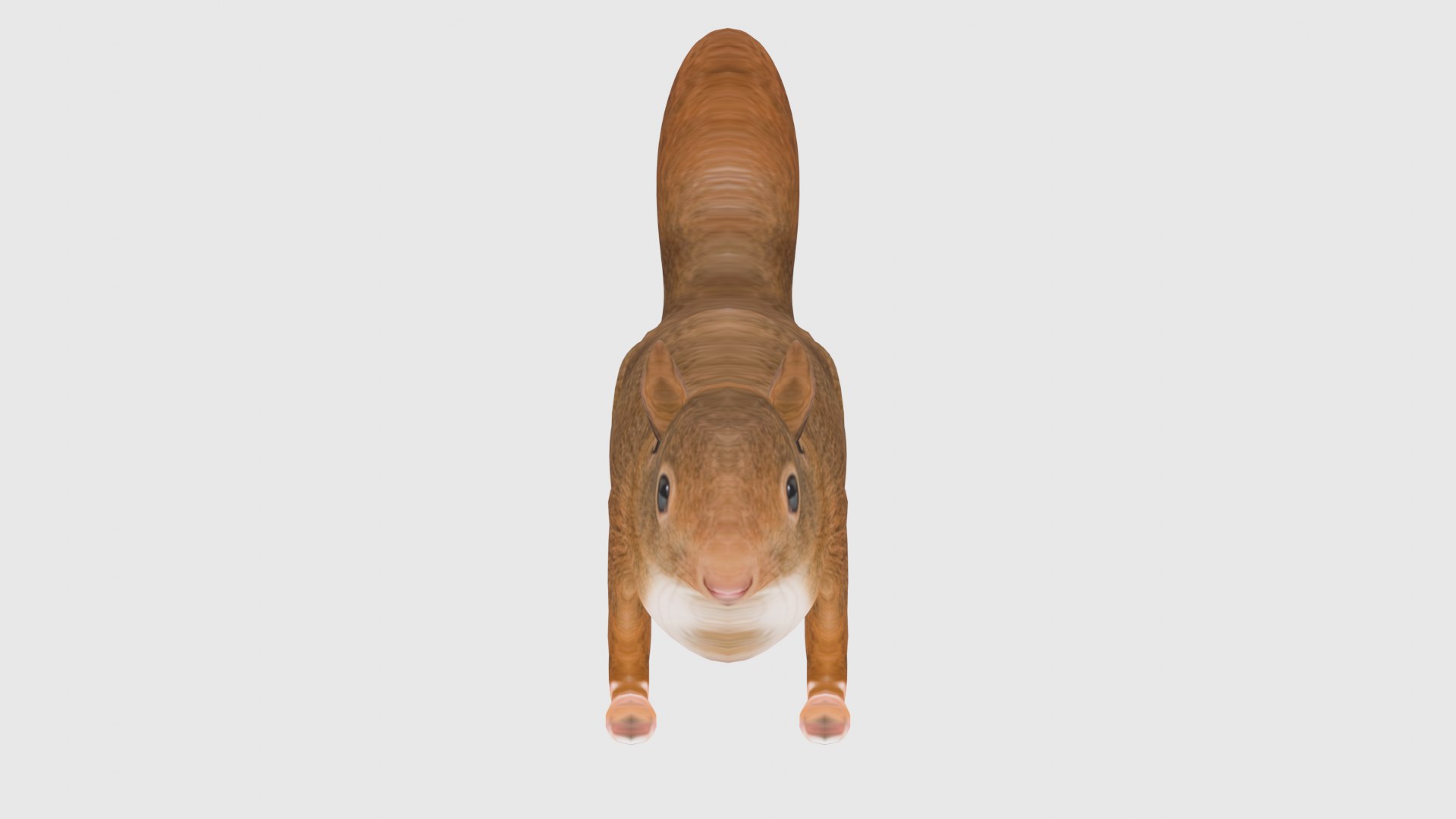3D Low Poly Squirrel Rigged With Realistic Texture - TurboSquid 1876169