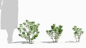 3D Trigonella tree model