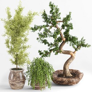 3D indoor plant collection003