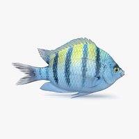 Damselfish