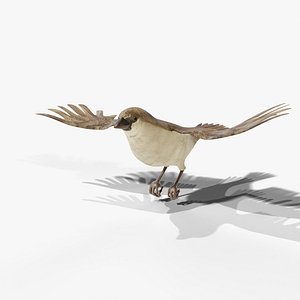 Flying House Sparrow - Rigged Animated PBR
