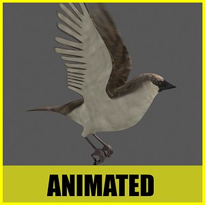 Sparrow - Animated