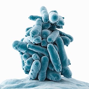 Ecoli Cluster 3D model