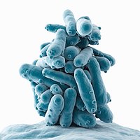 Ecoli Cluster