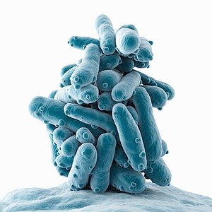 Ecoli Cluster