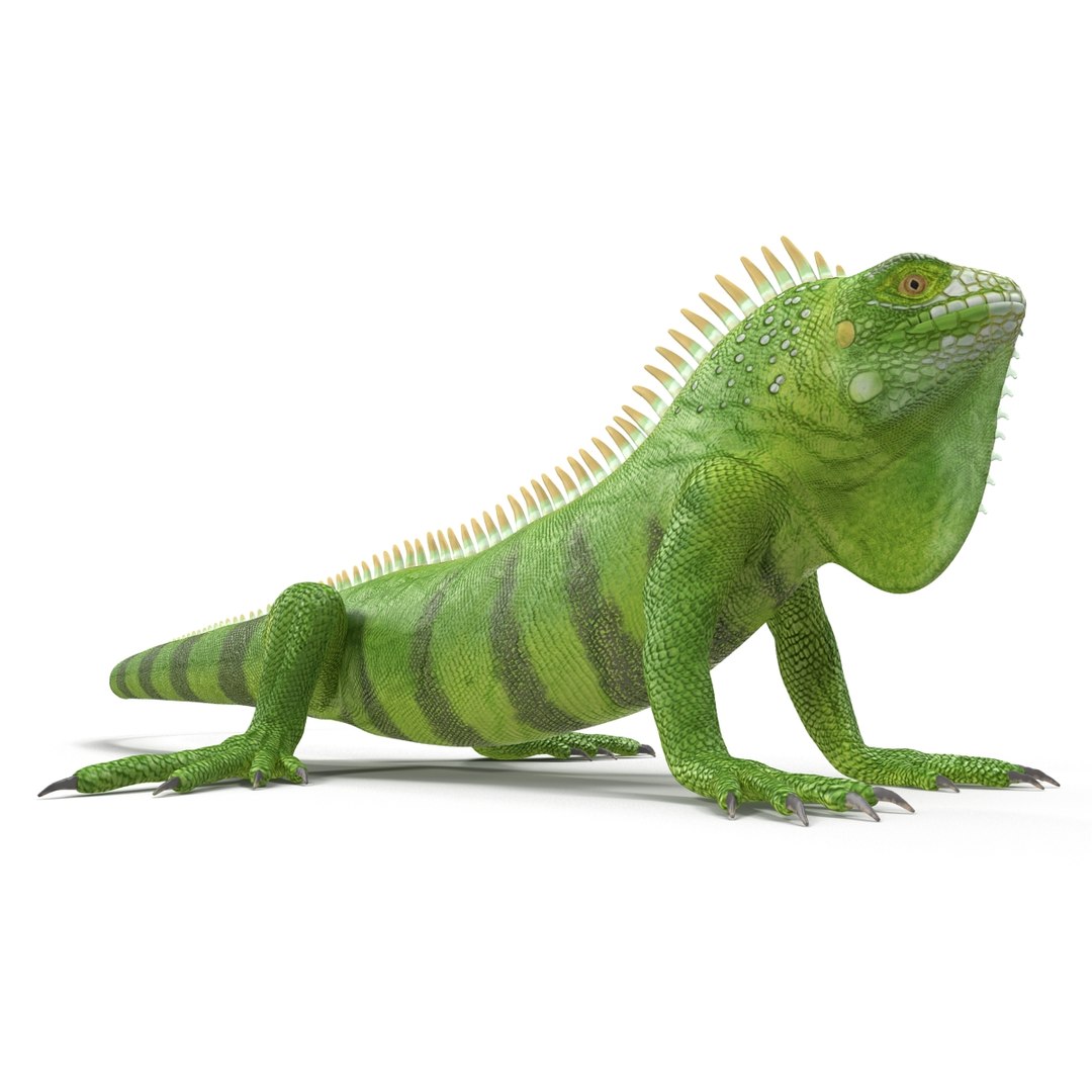 Green Iguana Pose 3 3d Model