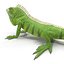 green iguana pose 3 3d model