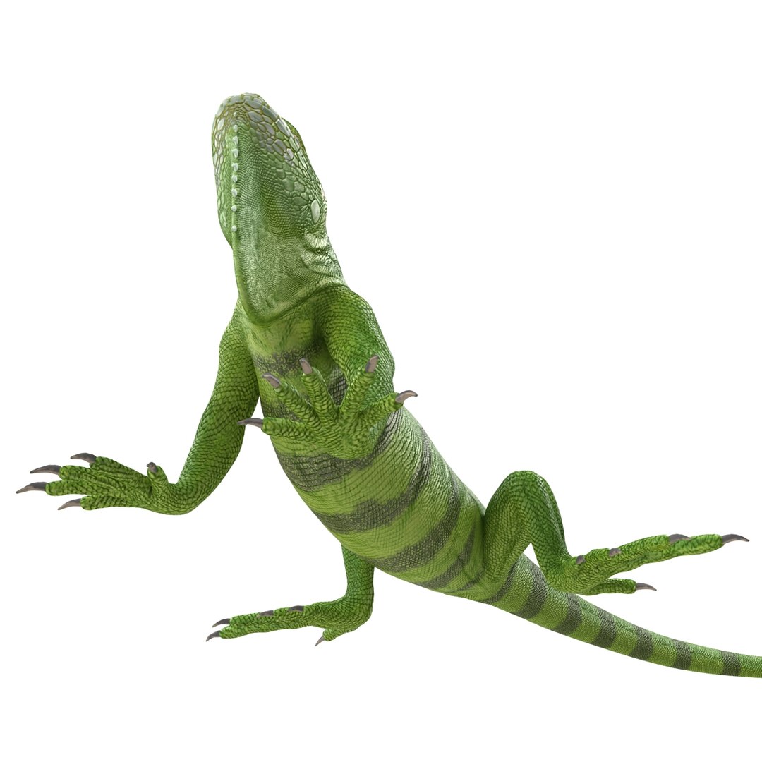 Green Iguana Pose 3 3d Model