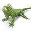 green iguana pose 3 3d model