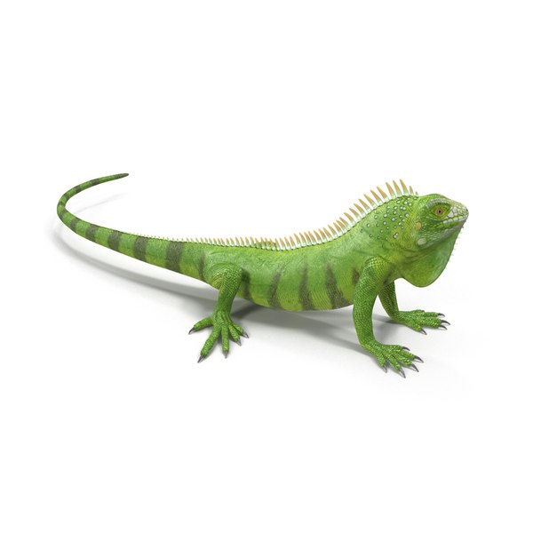 Green Iguana Pose 3 3d Model