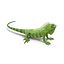 green iguana pose 3 3d model