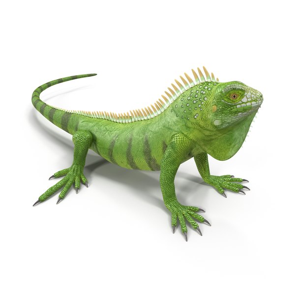 green iguana pose 3 3d model