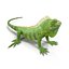 green iguana pose 3 3d model