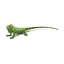 green iguana pose 3 3d model