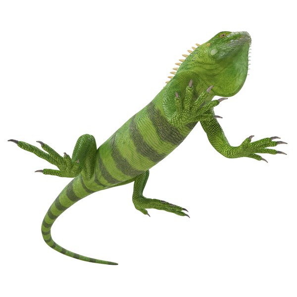 green iguana pose 3 3d model