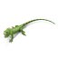 green iguana pose 3 3d model