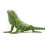green iguana pose 3 3d model