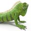 green iguana pose 3 3d model