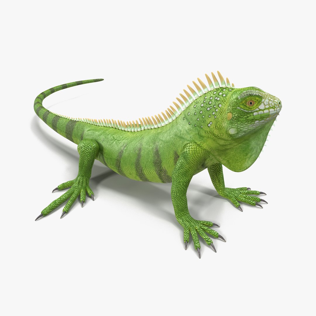 Green Iguana Pose 3 3D model preview