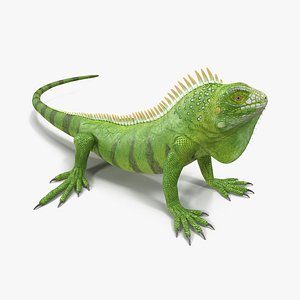 green iguana pose 3 3d model