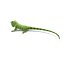green iguana pose 3 3d model
