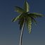 Palm Tree Animated