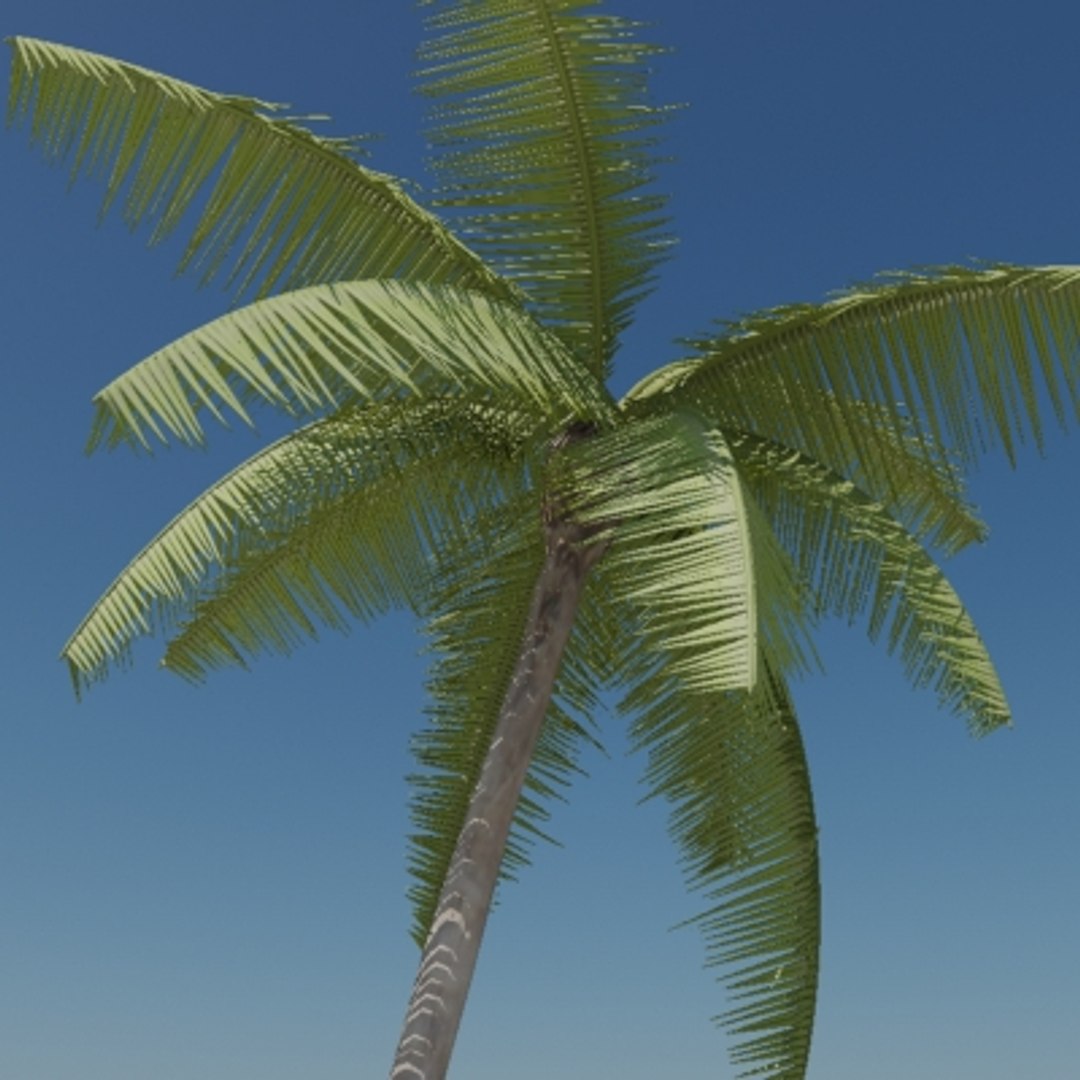 palm tree animation max free https://p.turbosquid.com/ts-thumb/qa/eammws/HIrIVoJq/palmtva/jpg/1251077631/1920x1080/fit_q87/b3ba2ba2fe2b836275cf9f11fbd6720e1ec2ca3d/palmtva.jpg
