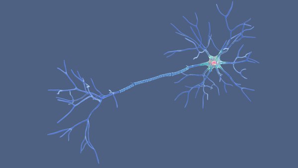 modelo 3d Estructura de la neurona multipolar - TurboSquid 2310930