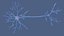 Multipolar Neuron Structure 3D model