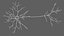 Multipolar Neuron Structure 3D model