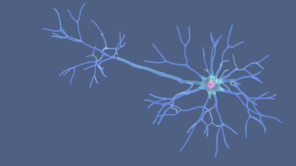 modelo 3d Estructura de la neurona multipolar - TurboSquid 2310930