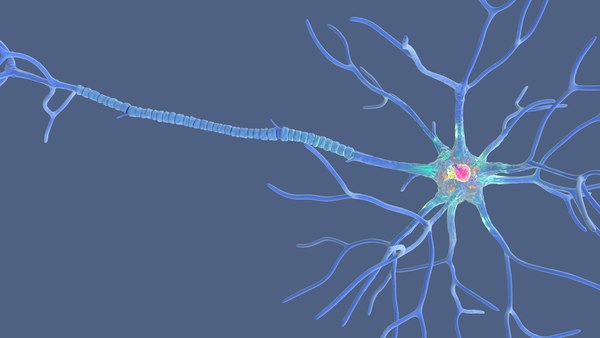 modelo 3d Estructura de la neurona multipolar - TurboSquid 2310930