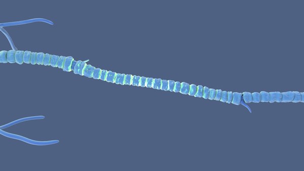 modelo 3d Estructura de la neurona multipolar - TurboSquid 2310930
