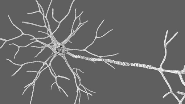 modelo 3d Estructura de la neurona multipolar - TurboSquid 2310930
