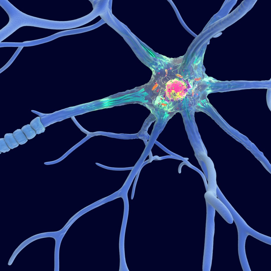 Multipolar Neuron Structure 3D model https://p.turbosquid.com/ts-thumb/qa/gwYs4r/Ry/signature_02/jpg/1733481864/1920x1080/fit_q87/d72af3c05aea9147859a0d545da38fe36821b51e/signature_02.jpg