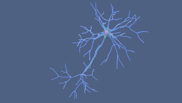 modelo 3d Estructura de la neurona multipolar - TurboSquid 2310930
